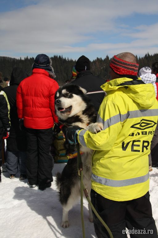 Concurs cu sănii trase de câini - Harghita | 3